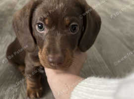 Chocolate and tan Miniature Dachshhund