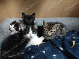 Four beautiful playful kittens-ready now