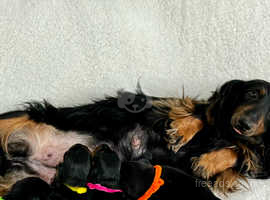 4 beautiful long haired miniature dachshunds for sale