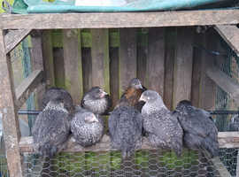 10 wk old SPECKLEY HENS