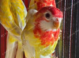 6 young albino rosella not dna so not sure on sex