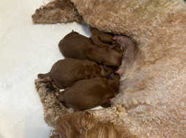 KC REGISTERED RED MINIATURE POODLE