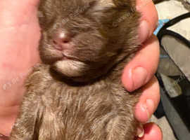yochon puppies