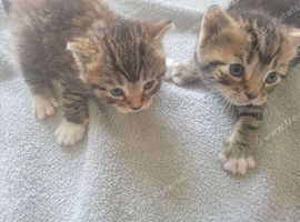 1 beautiful kitten ready may 8 male