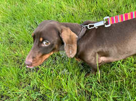 Miniature dachshund dog