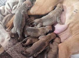 Wheaton bull terriers