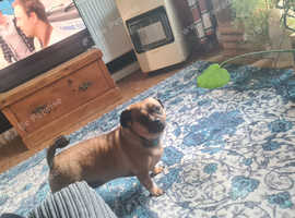 Pug x dashound neutered boy