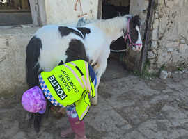 SAFE LEADREIN PONY - 12HH COLOURED COB MARE
