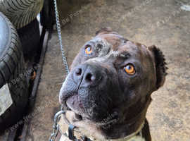 Cane corso merle for stud.