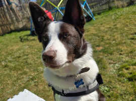 11 month old border collie