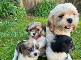 3 mini cavachon puppies