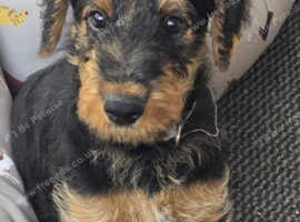 AIREDALE PUPPIES