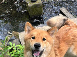 Alaskan chow