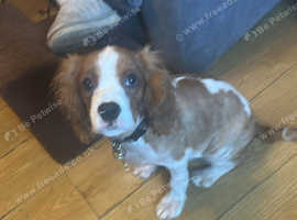 Cavalier King Charles spaniel