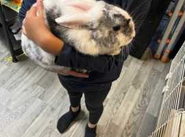 mini lop for sale, cute mini lop bunny available well looked after. looking for a lovely warm home.