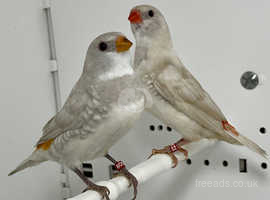 2 Silver Diamond Firetail Finches For Sale