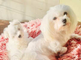 Kc registered maltese puppies