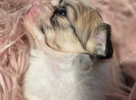 Imperial shih tzu x toy chihuahua