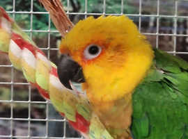 Stunning Baby Jenday Parrot