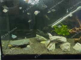Polar/platinum parrot fish