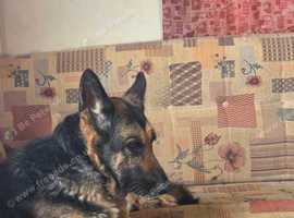 German Shepherd
