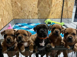 Staffordshire bull terrier puppies