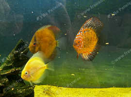 Discus fish