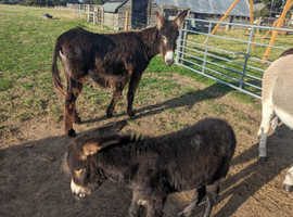Mum with little boy donkeys for sale in Chelmsford