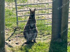 Wallaby