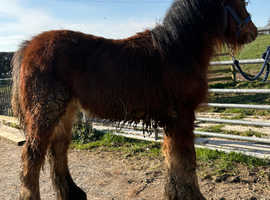 6 month old colt