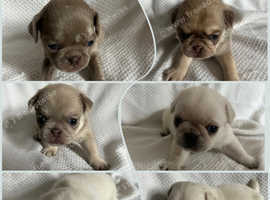 6 pug puppies for sale