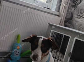 Springer spaniel cross kelpie 1 year Old male