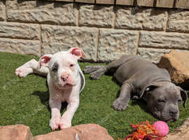 American pocket bully puppies