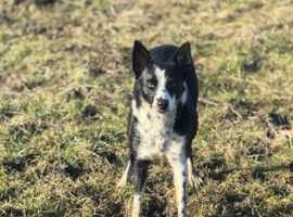 4 year old border collie bitch