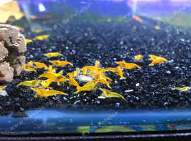 Yellow Neocaridina Shrimp