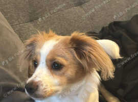 Puppy for sale
