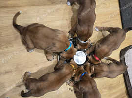 Boxer Puppies Ready Soon