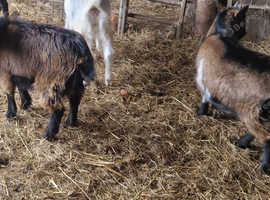 3 pygmy goats