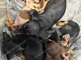 4 dachshund puppies available
