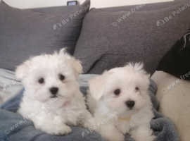 Maltese puppy