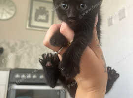 Last 2 kittens