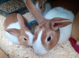 Baby dutch rabbits ,