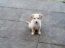 Female labrador retriever