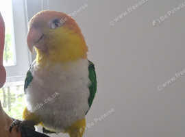 Super  tame yellow Thighed caique parrot for sell