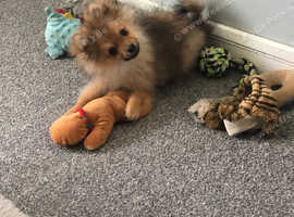 Over night home dog boarding