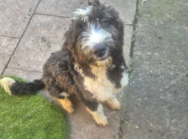 Old english/springer approx 11 months