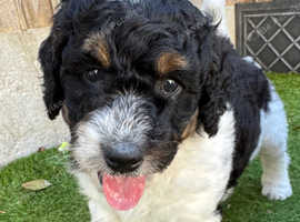 Beautiful Tri Bernedoodle Girl