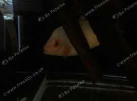 Red devil cichlid (aggressive)