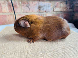 Beautiful chocolate agouti