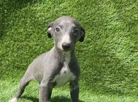 Blue whippet pups ready now